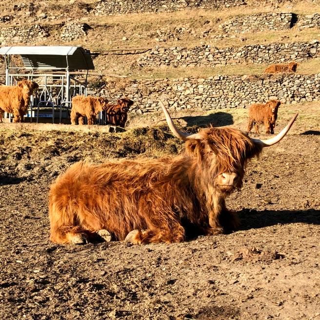 Una mucca Highland sdraiata al sole nel recinto a valle, con altre mucche dietro