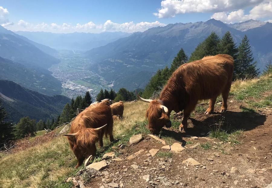 Mucche Highland al pascolo in alpeggio, con la valle sullo sfondo