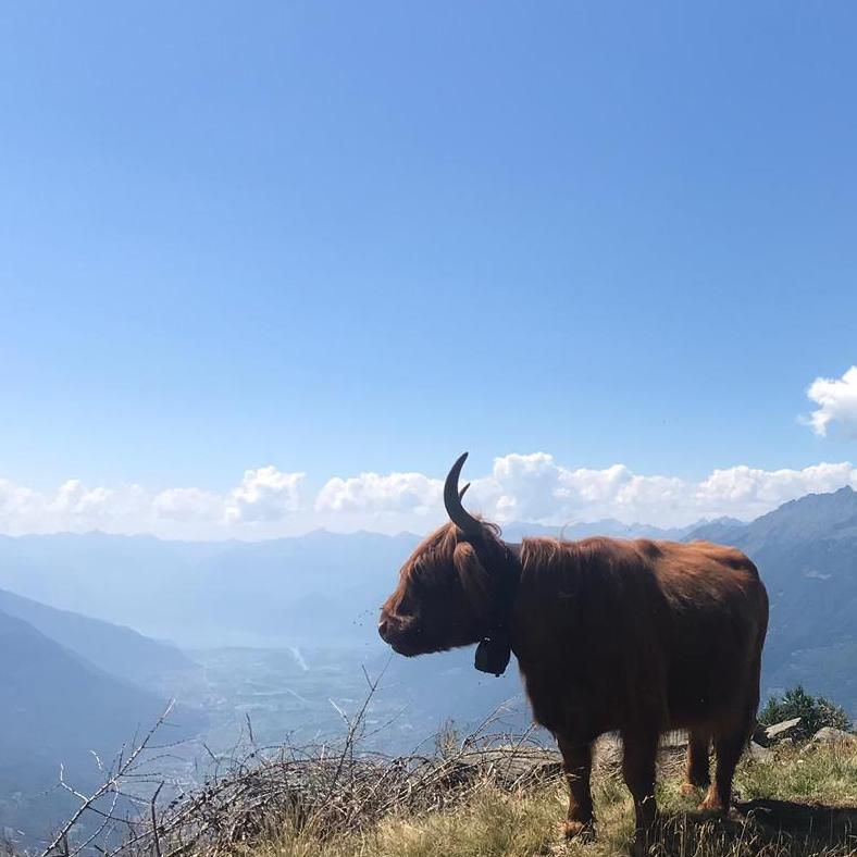 Una mucca Highland in alpeggio, con la valle sotto